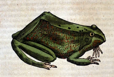 Grenouille tirée de l