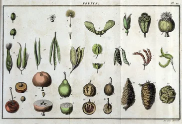 Les fruits : dans « Flora Françoise, ou une brève description de toutes les plantes qui poussent naturellement en France, arrangées selon une nouvelle méthode d