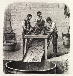 Tri des raisins sur une grille pendant le processus de fabrication du vin de qualité supérieure de Bourgogne. Gravure de la fin du 19ème siècle