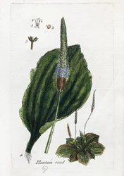 Grand plantain ou plantain majeur
