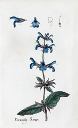 Grand Sage