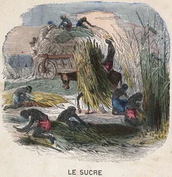 Récolte de la canne à sucre aux Antilles. Illustration du 19ème siècle. Collection Bianchetti.