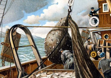 Pêche au hareng : remontée du filet sur le bateau. Fin du 19ème siècle.