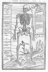 Squelette humain, partie antérieure (De dissectione partium corporis humani)