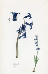 Hyacinth