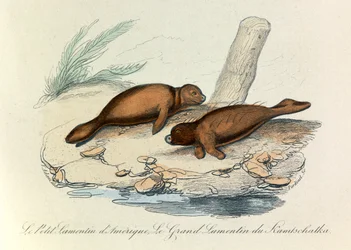 Illustration tirée du livre "Les Œuvres complètes de Buffon" : Les Quadrupèdes (gravure)