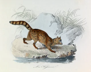 Illustration tirée du livre "Les Œuvres complètes de Buffon" : Les Quadrupèdes : La fossane (gravure)