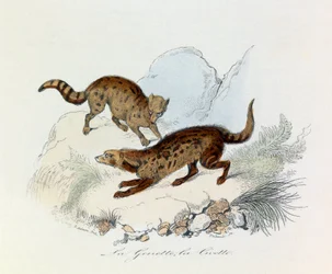 Illustration tirée du livre "Les Œuvres complètes de Buffon" : Les Quadrupèdes : La genette et la civette (gravure)