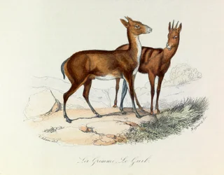Illustration tirée du livre "Les Œuvres complètes de Buffon" : Les Quadrupèdes : La grimme et le guib (gravure)