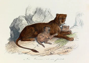 Illustration tirée du livre "Les Œuvres complètes de Buffon" : Les Quadrupèdes : La lionne et ses petits (gravure)