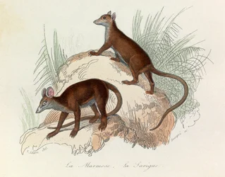 Illustration tirée du livre "Les Œuvres complètes de Buffon" : Les Quadrupèdes : La marmotte et la sarigue (gravure)