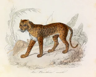Illustration tirée du livre "Les Œuvres complètes de Buffon" : Les Quadrupèdes : La panthère (gravure)