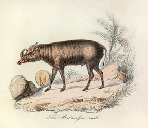 Illustration tirée du livre "Les Œuvres complètes de Buffon" : Les Quadrupèdes : Le babiroussa mâle (gravure)
