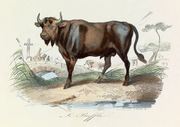 Illustration tirée du livre "Les Œuvres complètes de Buffon" : Les Quadrupèdes : Le buffle (gravure)