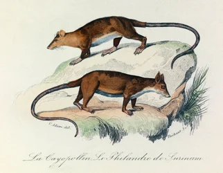 Illustration tirée du livre "Les Œuvres complètes de Buffon" : Les Quadrupèdes : Le cayopollin et la philandre de Surinam (gravure)