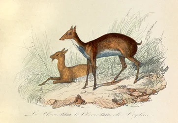 Illustration tirée du livre "Les Œuvres complètes de Buffon" : Les Quadrupèdes : Le chevrotain et le chevritain de Ceylan (gravure)