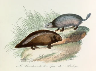 Illustration tirée du livre "Les Œuvres complètes de Buffon" : Les Quadrupèdes : Le coendou et le porc épique de Malaga (gravure)