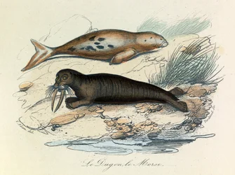 Illustration tirée du livre "Les Œuvres complètes de Buffon" : Les Quadrupèdes : Le dugon et le morse (gravure)
