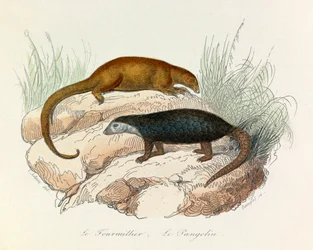 Illustration tirée du livre "Les Œuvres complètes de Buffon" : Les Quadrupèdes : Le fourmillier et le pangolin (gravure)
