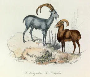 Illustration tirée du livre "Les Œuvres complètes de Buffon" : Les Quadrupèdes : Le bouquetin et le mouflon (gravure)