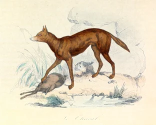 Illustration tirée du livre "Les Œuvres complètes de Buffon" : Les Quadrupèdes : Le chacal (gravure)