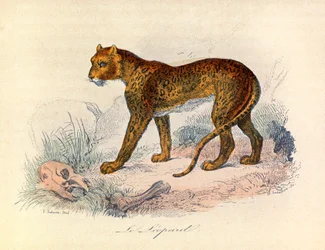 Illustration tirée du livre "Les Œuvres complètes de Buffon" : Les Quadrupèdes : Le léopard (gravure)