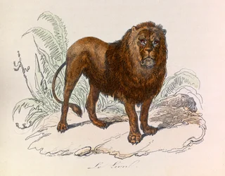 Illustration tirée du livre "Les Œuvres complètes de Buffon" : Les Quadrupèdes : Le lion (gravure)