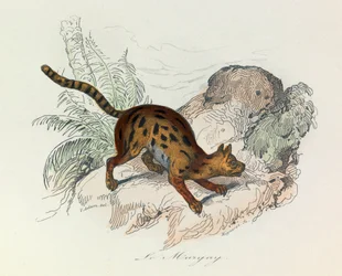 Illustration tirée du livre "Les Œuvres complètes de Buffon" : Les Quadrupèdes : Le margay (gravure)