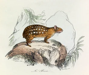 Illustration tirée du livre "Les Œuvres complètes de Buffon" : Les Quadrupèdes : Le paca (gravure)