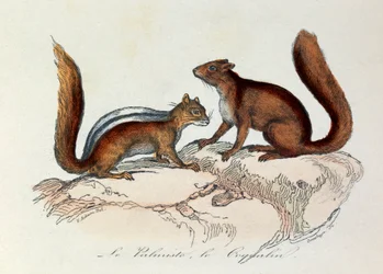 Illustration tirée du livre "Les Œuvres complètes de Buffon" : Les Quadrupèdes : Le palmiste et le coquallin (gravure)