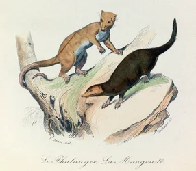Illustration tirée du livre "Les Œuvres complètes de Buffon" : Les Quadrupèdes : Le phalanger et la mangouste (gravure)