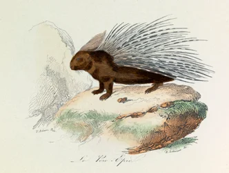 Illustration tirée du livre "Les Œuvres complètes de Buffon" : Les Quadrupèdes : Le porc épique (gravure)