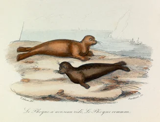 Illustration tirée du livre "Les Œuvres complètes de Buffon" : Les Quadrupèdes : Le seal a snout ride et le seal (gravure)