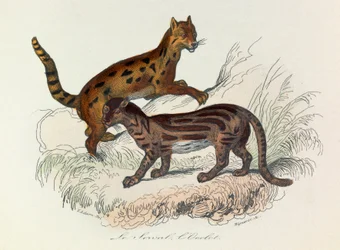 Illustration tirée du livre "Les Œuvres complètes de Buffon" : Les Quadrupèdes : Le serval et l