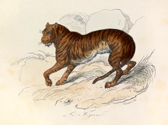 Illustration tirée du livre "Les Œuvres complètes de Buffon" : Les Quadrupèdes : Le tigre (gravure)