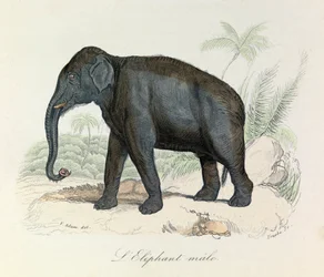 Illustration tirée du livre "Les Œuvres complètes de Buffon" : Les Quadrupèdes : L