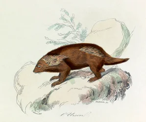 Illustration tirée du livre "Les Œuvres complètes de Buffon" : Les Quadrupèdes : L