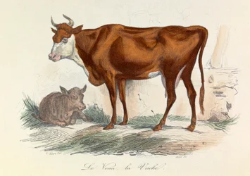 Illustration tirée du livre "Les Œuvres complètes de Buffon" : Les animaux : La coache et son veau (gravure)