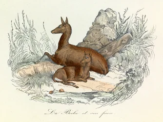 Illustration tirée du livre "Les Œuvres complètes de Buffon" : Les animaux : La biche et son fauve (gravure)