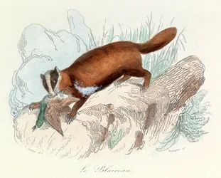 Illustration tirée du livre "Les Œuvres complètes de Buffon" : Les animaux : Le blaireau (gravure)