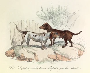 Illustration tirée du livre "Les Œuvres complètes de Buffon" : Les animaux : Le basset à jambes torses et le basset à jambes droites (gravure)