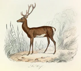 Illustration tirée du livre "Les Œuvres complètes de Buffon" : Les animaux : Le cerf (gravure)