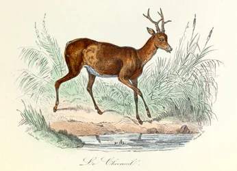 Illustration tirée du livre "Les Œuvres complètes de Buffon" : Les animaux : Le cerf (gravure)
