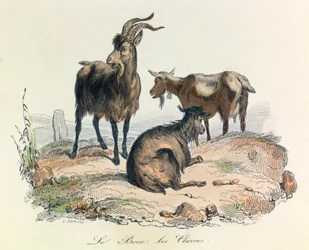 Illustration tirée du livre "Les Œuvres complètes de Buffon" : Les animaux : Le bouc et les chèvres (gravure)