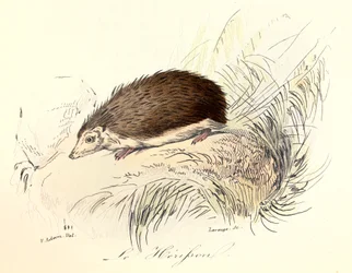 Illustration tirée du livre "Les Œuvres complètes de Buffon" : Les animaux : Le herisson (gravure)
