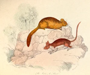 Illustration tirée du livre "Les Œuvres complètes de Buffon" : Les animaux : Le loir et le lérot (gravure)