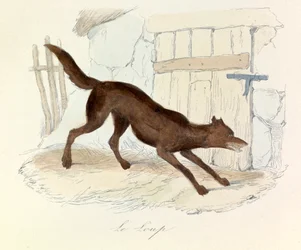 Illustration tirée du livre "Les Œuvres complètes de Buffon" : Les animaux : Le loup (gravure)