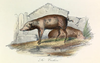 Illustration tirée du livre "Les Œuvres complètes de Buffon" : Les animaux : Le pichon (gravure)