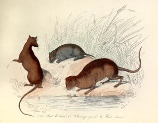Illustration from the book "Complete Works of Buffon": Les animaux: Le rat perchat, le vole et le rat d