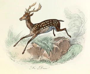 Illustration tirée du livre "Les Œuvres complètes de Buffon" : Les animaux : Le daim (gravure)